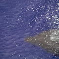 IMG09769 delfin pod vodou